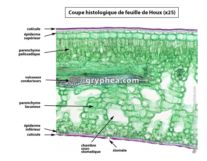 Houx (Ilex aquifolium) - Coupe histologique de feuille CT x25 (légendée) - gryphea.com